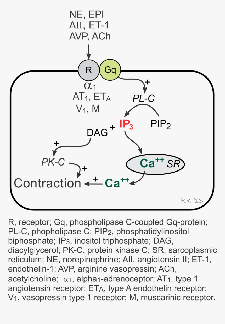 Vascular Gq-protein Linked Inositol Triphosphate Pathway - Phosphatidylinositol Pathway, HD Png Download, Free Download