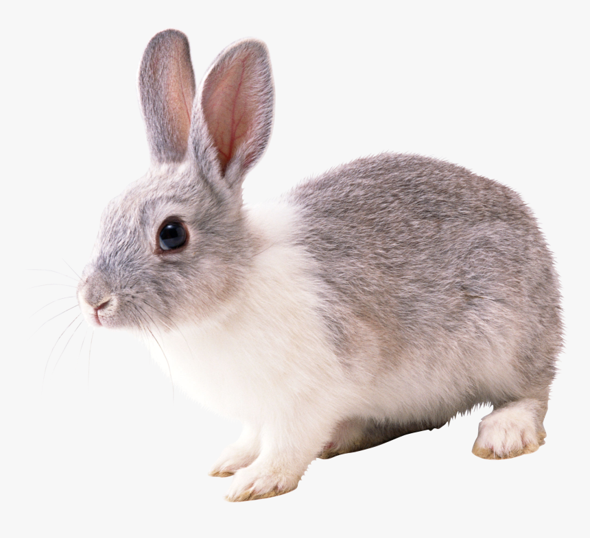 Rabbit Png Image - Rabbit Png, Transparent Png, Free Download