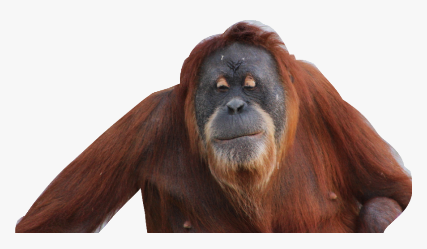 Transparent Orangutan Clipart - Orangutan Transparent, HD Png Download, Free Download