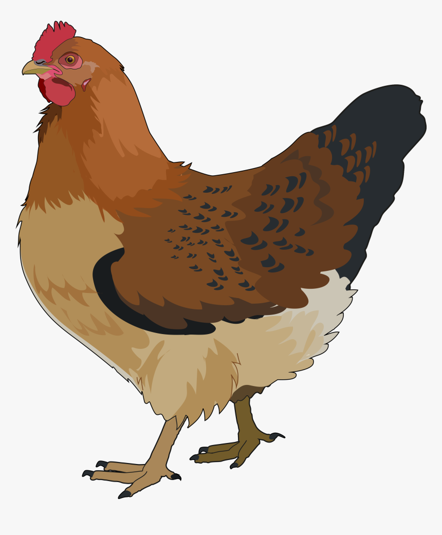 Gallina , Png Download - Gallina Png, Transparent Png, Free Download