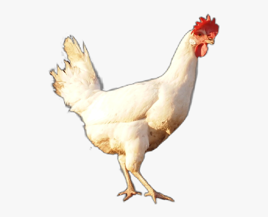 Rooster, HD Png Download, Free Download