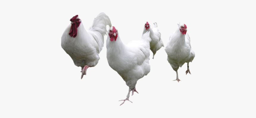 Ponedora Gallinas, HD Png Download, Free Download