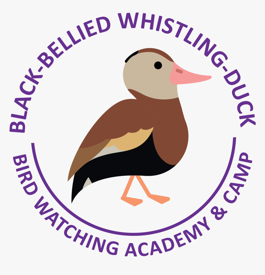 Black-bellied Whistling Duck Picture - Cartoon Black Bellied Whistling Duck, HD Png Download, Free Download