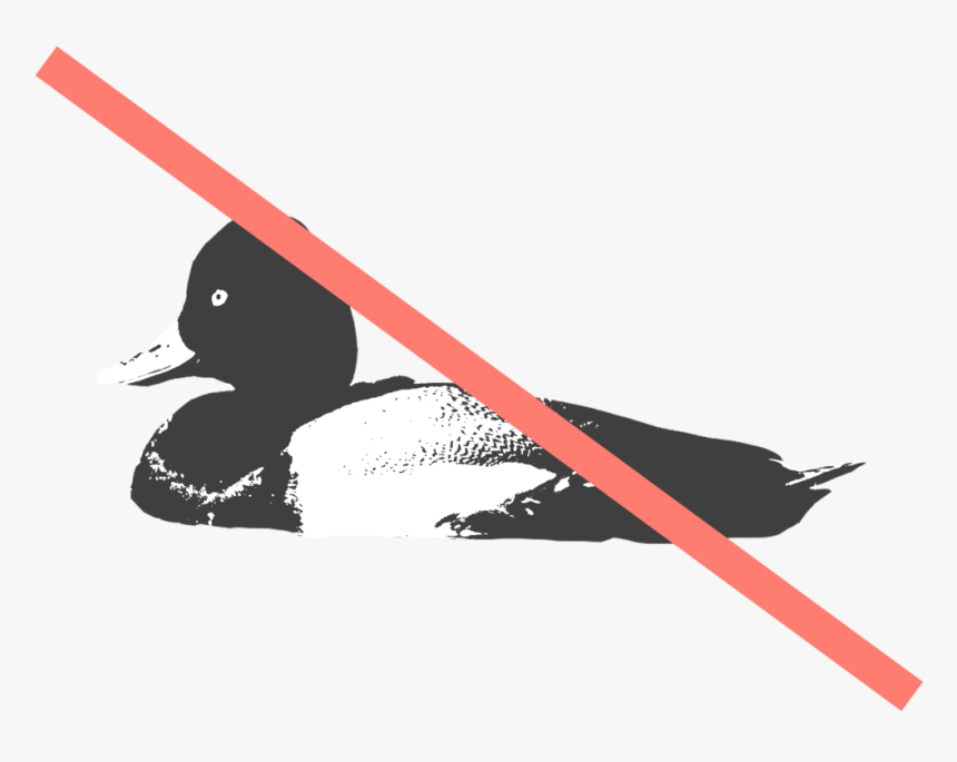 Lesser Scaup - Duck, HD Png Download, Free Download