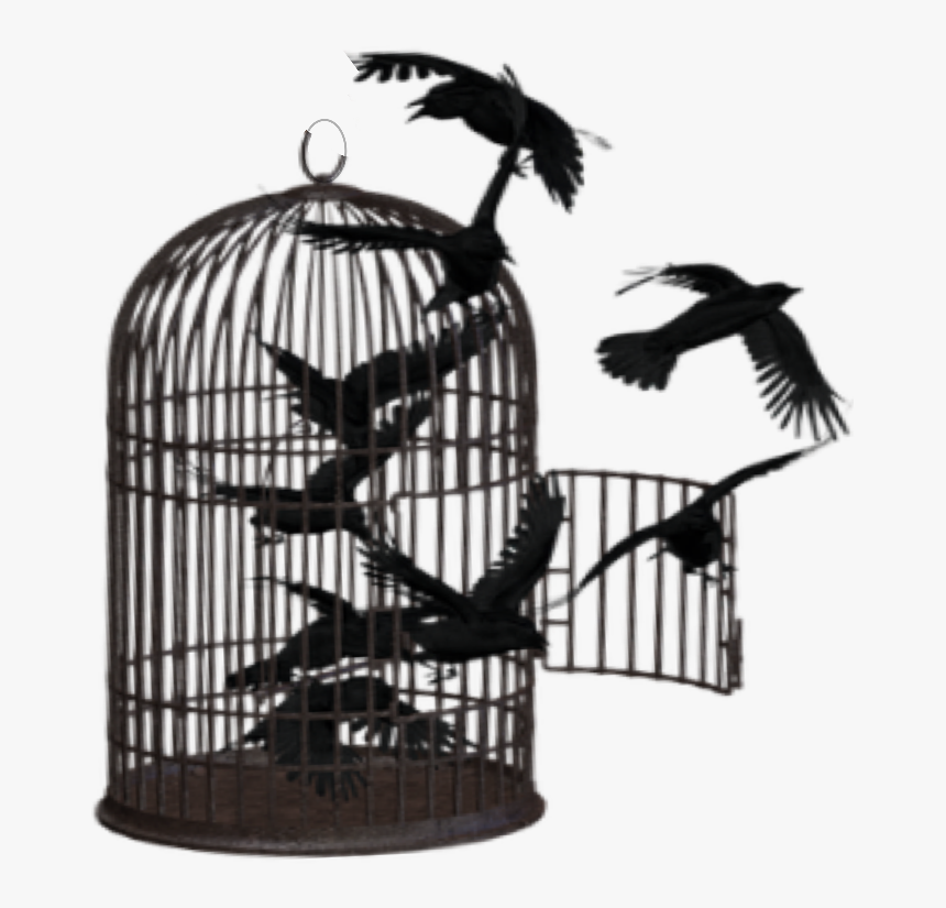 Transparent Flying Crows Png - Cage, Png Download, Free Download