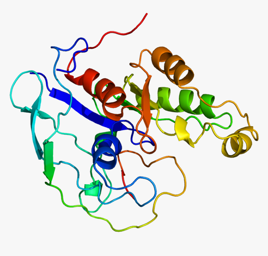 Protein Tnk2 Pdb 1cf4 - Tyrosine Kinase, HD Png Download, Free Download