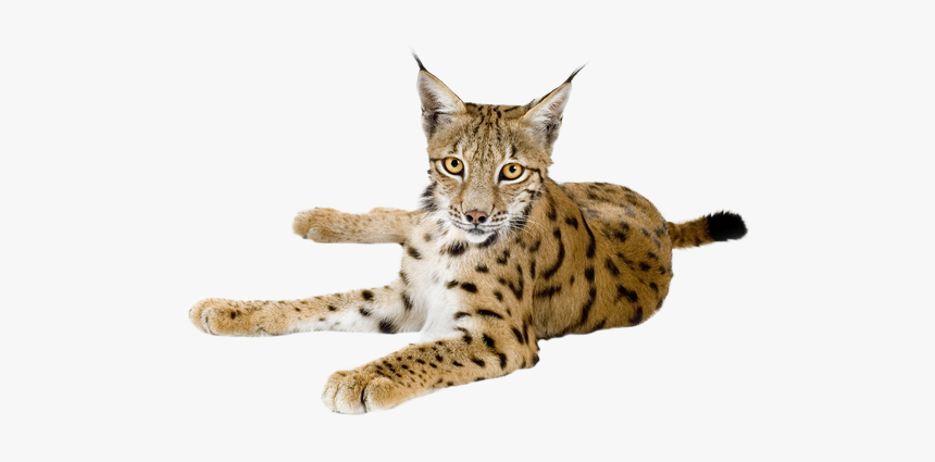 Lynx Png - Eurasian Lynx Png, Transparent Png, Free Download