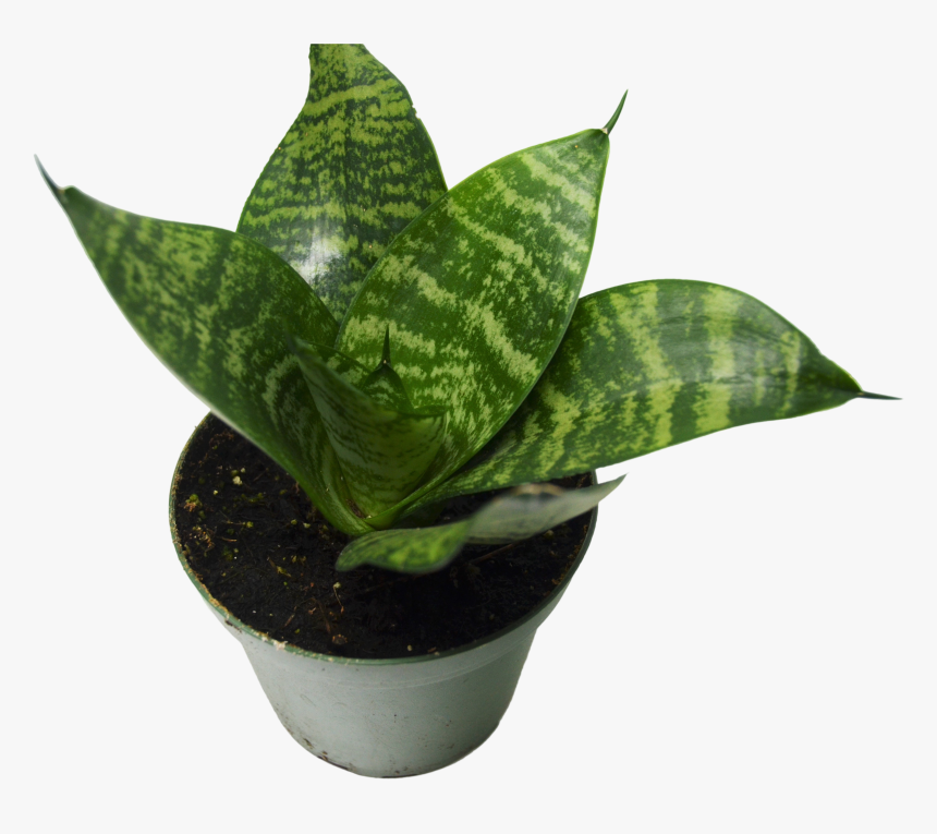 Snake Plant Hd, HD Png Download, Free Download