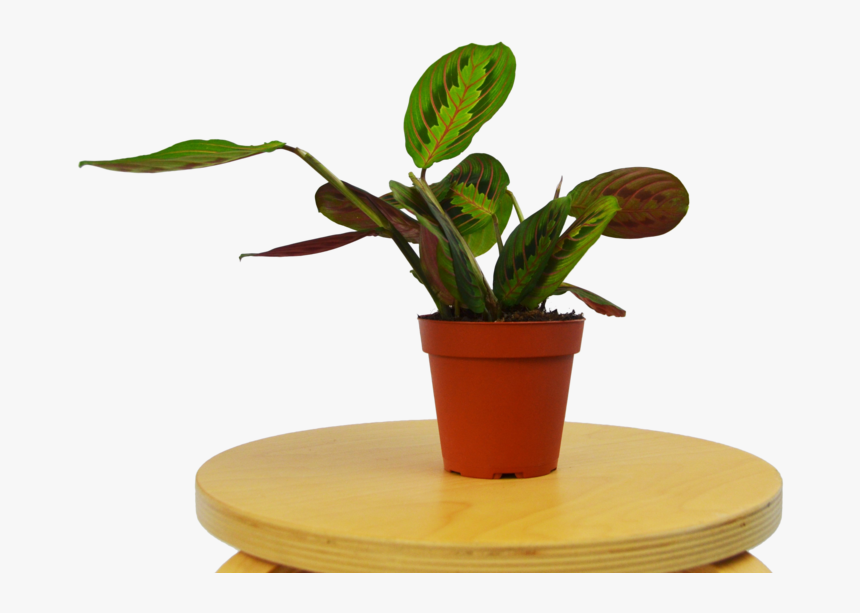 Transparent Table Plant Png - Flowerpot, Png Download, Free Download