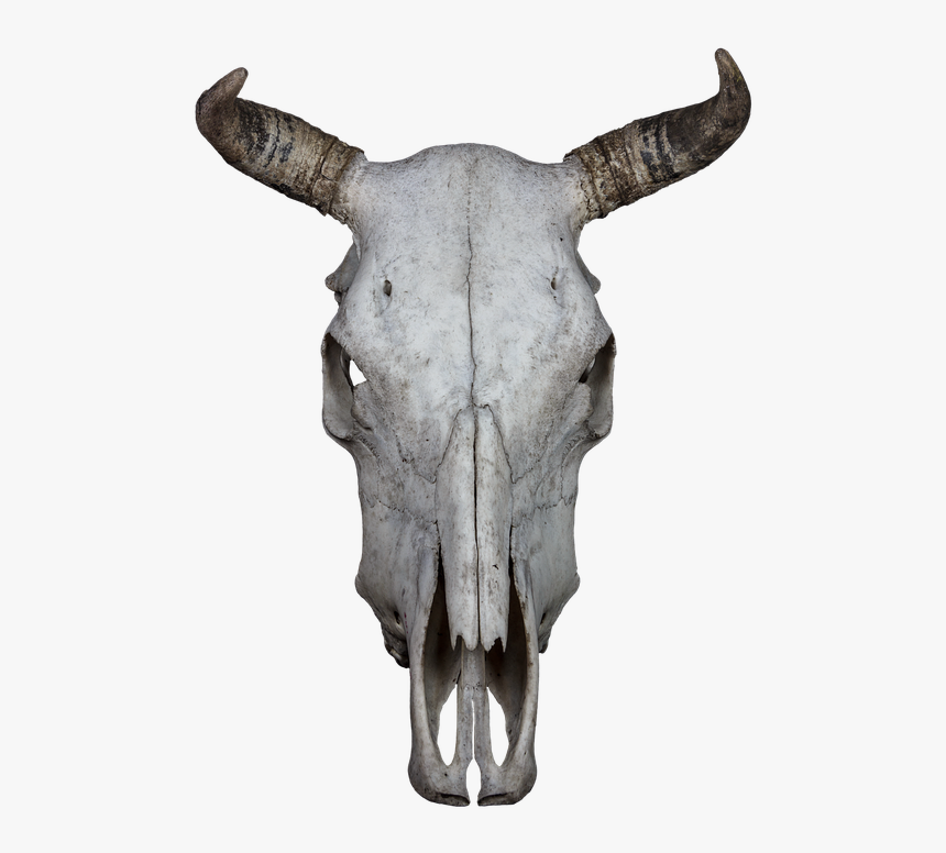Animal Skull Transparent Background, HD Png Download, Free Download