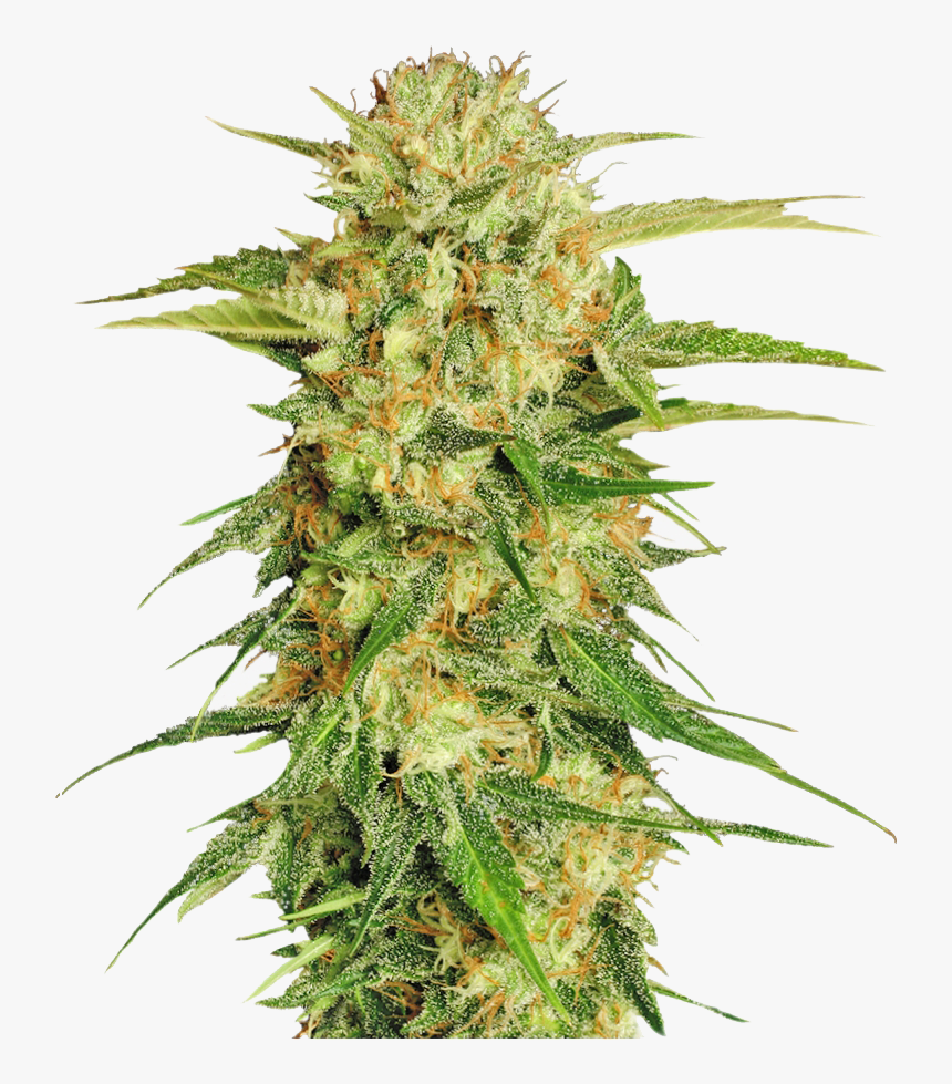 Recreational & Medical Cannabis - Transparent Background Weed Png, Png Download, Free Download