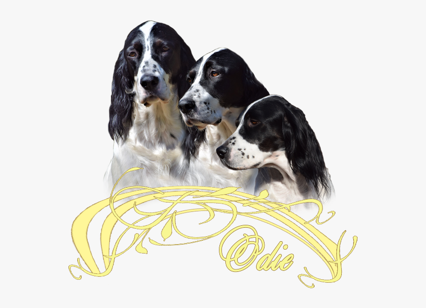 French Spaniel, HD Png Download, Free Download