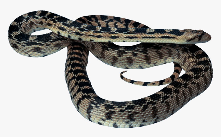 Snake Png Image - Ajgar Png, Transparent Png, Free Download