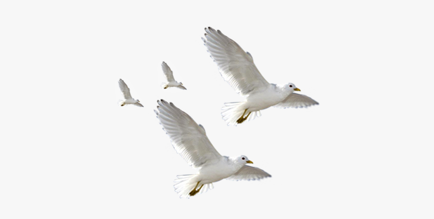 European Herring Gull Common Gull Flight Bird - European Herring Gull, HD Png Download, Free Download