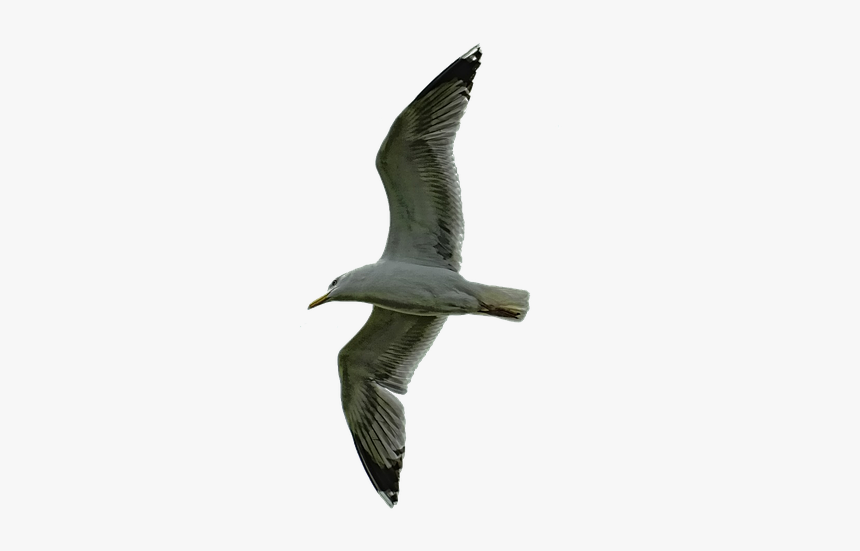 Nature Sky Bird Free Photo - Laughing Gull, HD Png Download, Free Download