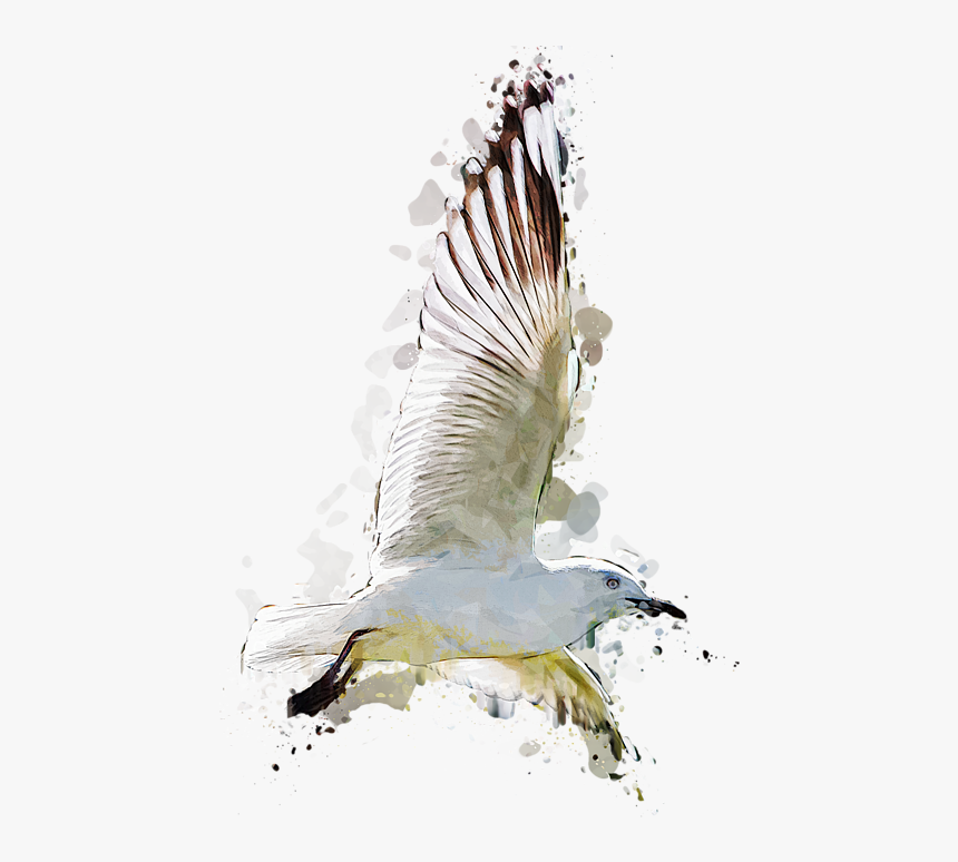 Flying Seagull Abstract Sky, HD Png Download, Free Download