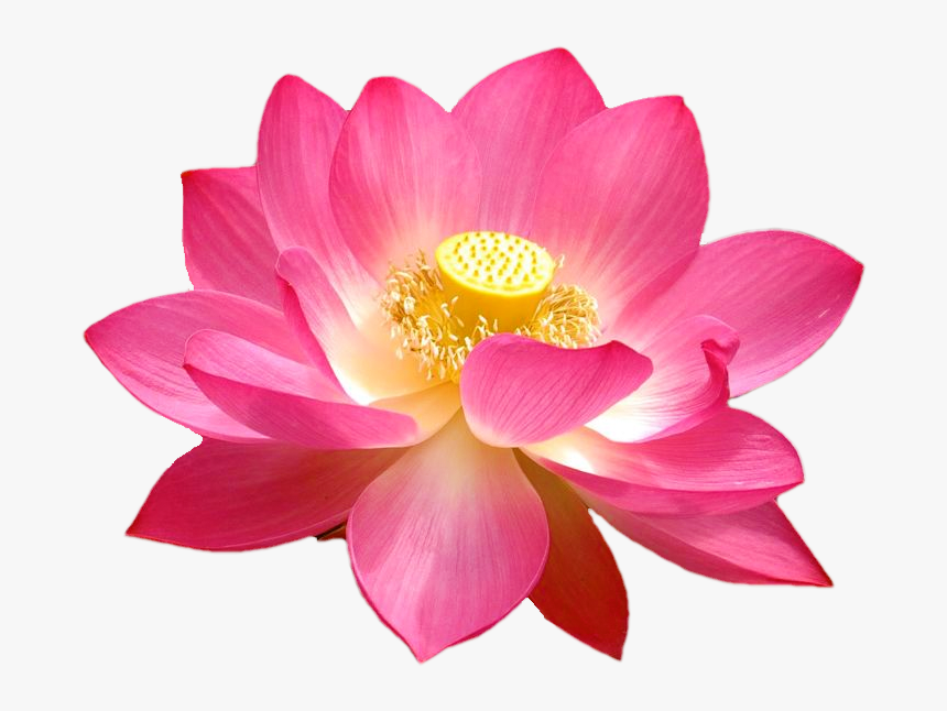 Transparent Tumblr Flower Png - Tip Menu Examples Chaturbate, Png Download, Free Download