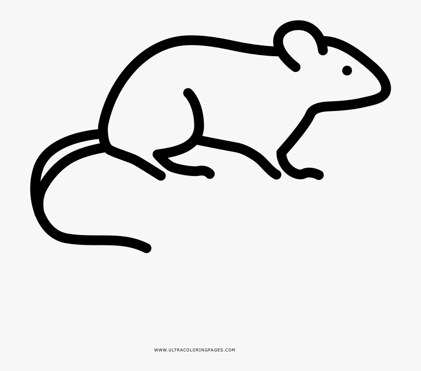 Rat Coloring Page - Ratapara Colorear, HD Png Download, Free Download