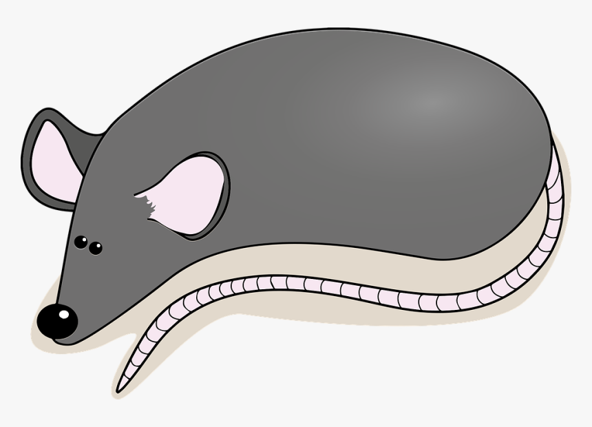 Rat, HD Png Download, Free Download