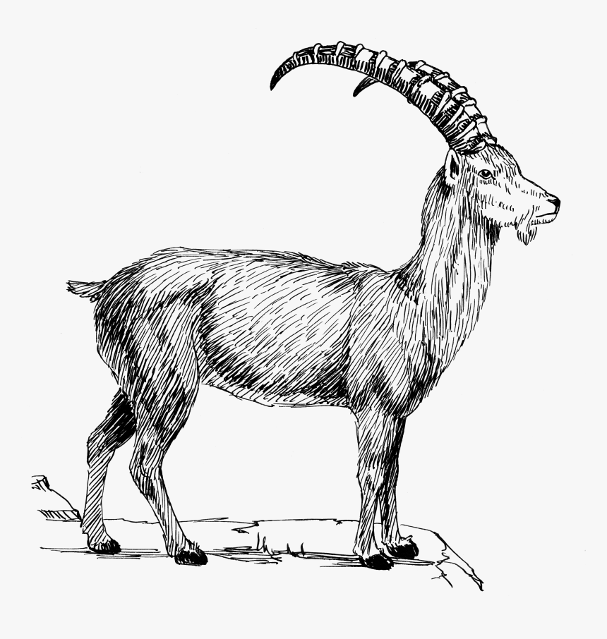 Goat 1 - Mountain Goat Clipart Black And White, HD Png Download, Free Download