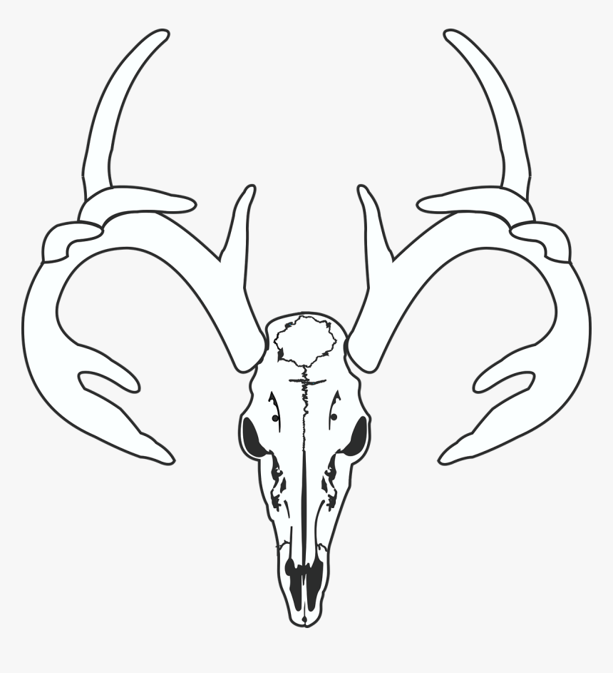 Transparent Deer Skull Clipart - Tengkorak Kepala Rusa Vektor, HD Png Download, Free Download
