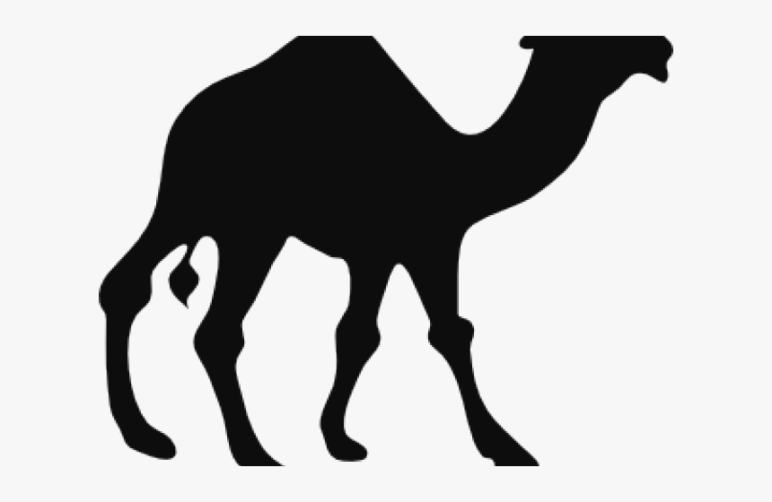 Camels Clipart African - Clipart Camel, HD Png Download, Free Download