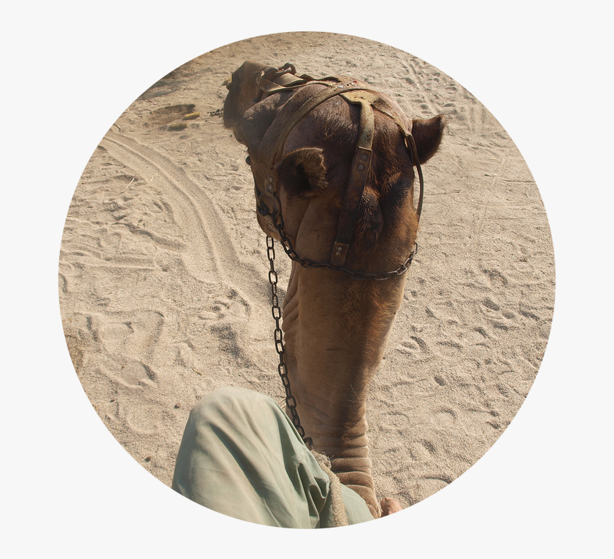 Camel For Your Film In Almeria, Spain - Arabian Camel, HD Png Download, Free Download