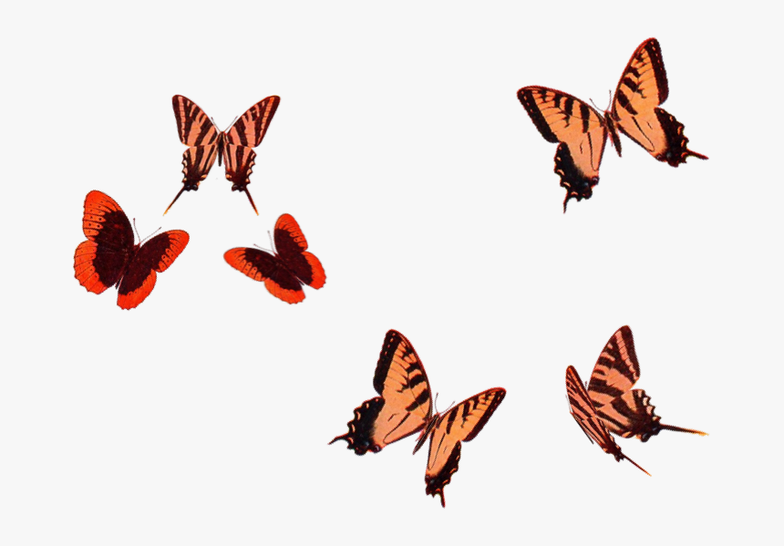 Brush-footed Butterfly, HD Png Download, Free Download