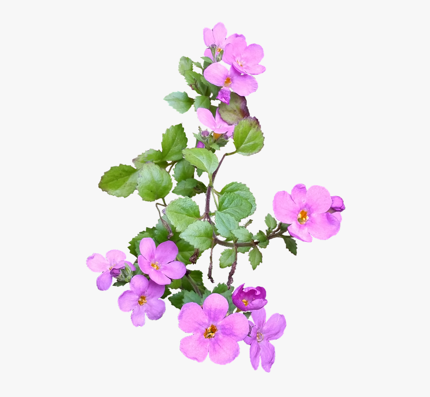 Flower Png Left, Transparent Png, Free Download