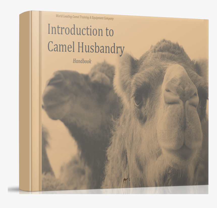 Camel Husbandry Book How To Care For Camels - Bactrian Camel, HD Png Download, Free Download