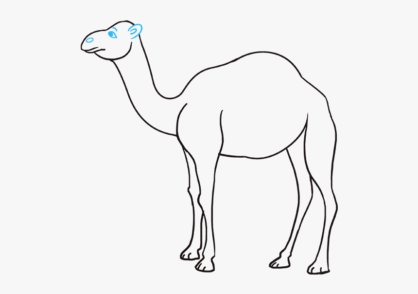 How To Draw Camel - Easy Sketch Of Camel, HD Png Download, Free Download