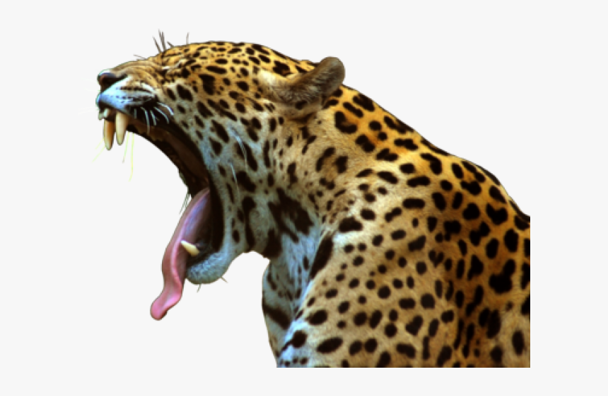 Leopard Png Transparent Images - Animals That Start With J, Png Download, Free Download