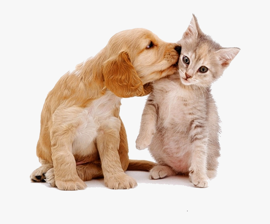 #dog #cat #cute #animal #stickers - Labs And Cats, HD Png Download, Free Download
