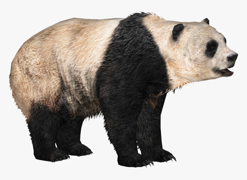 Panda , Png Download, Transparent Png, Free Download