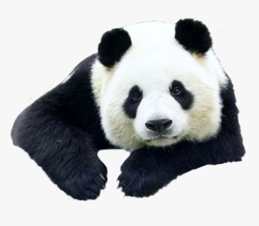 Petsandanimals Animals Animal Panda Pandas Ftestickers Giant Panda Hd Png Download Kindpng