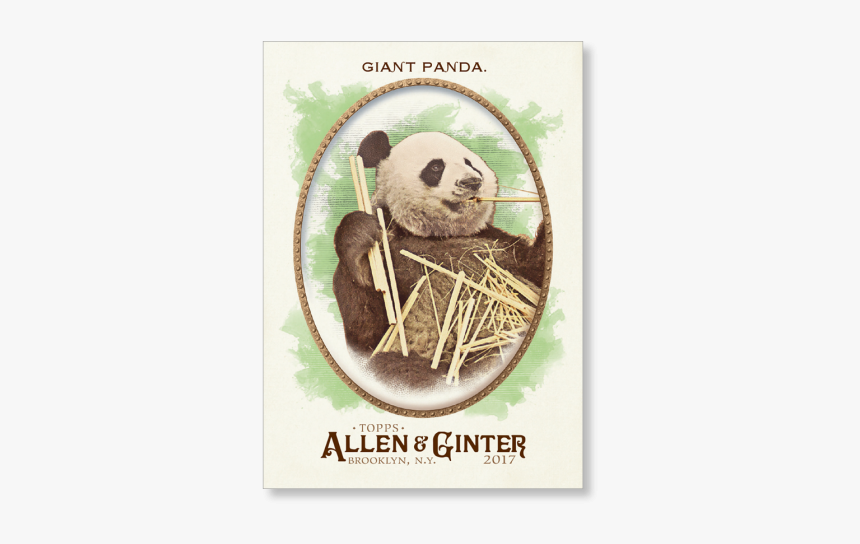 Giant Panda 2017 Allen & Ginter Base Poster - Panda, HD Png Download, Free Download
