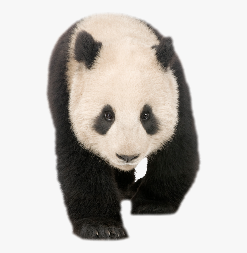 Giant Panda , Png Download - Giant Panda, Transparent Png, Free Download