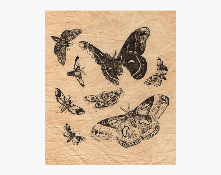 Moth-patch - Moth, HD Png Download, Free Download