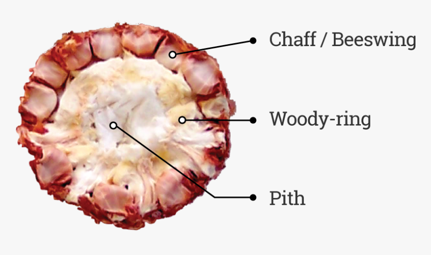 Corncob Parts - Parts Of Maize Cob, HD Png Download, Free Download