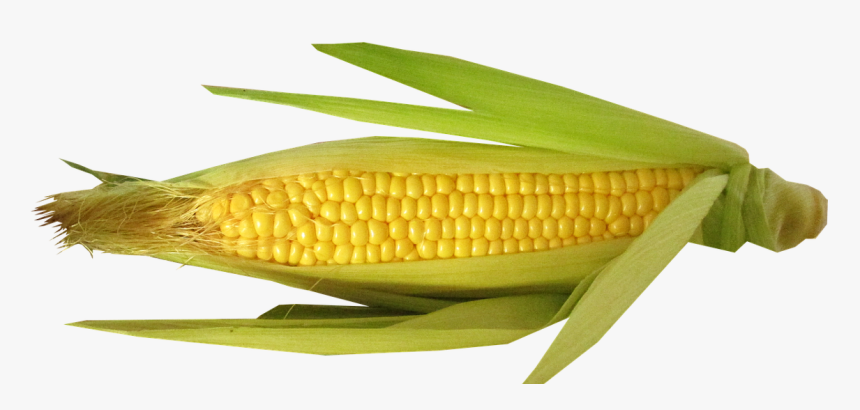 Corn Cob With Husk Partially Open To Display The Kernels - Beans On A Cob, HD Png Download, Free Download