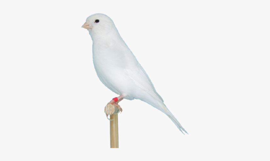 Rock Dove, HD Png Download, Free Download