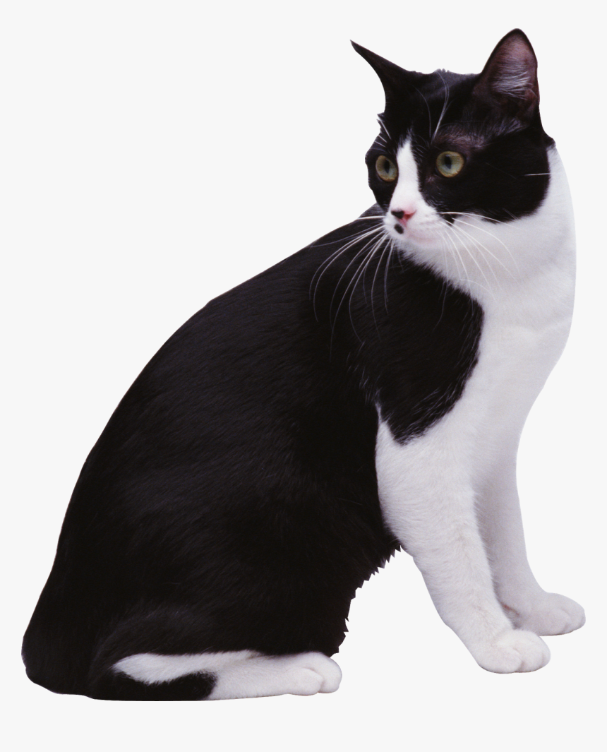 Black & White Cat Png Image - Cat White Background Png, Transparent Png, Free Download