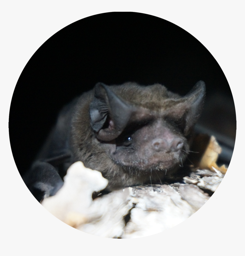 Micaela Jemsion / Bat Conservation International - Florida Bonneted Bat, HD Png Download, Free Download