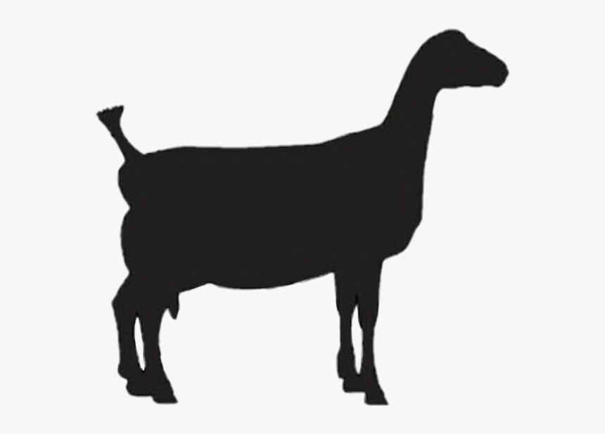 #lamancha #goat #dairygoat - Lamancha Goat Clipart, HD Png Download, Free Download