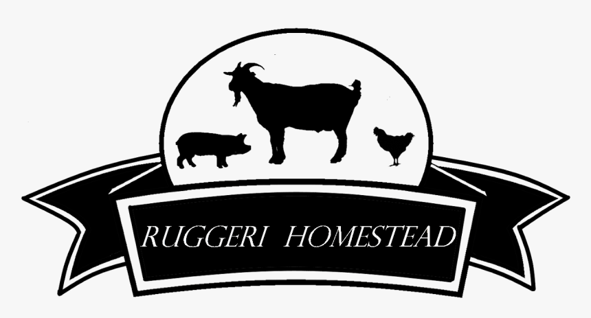 Ruggeri Homestead Goats - Farm, HD Png Download, Free Download