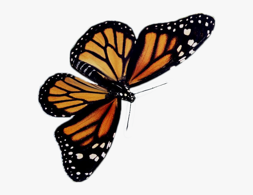 Transparent Viceroy Butterfly - Grace Obedience, HD Png Download, Free Download