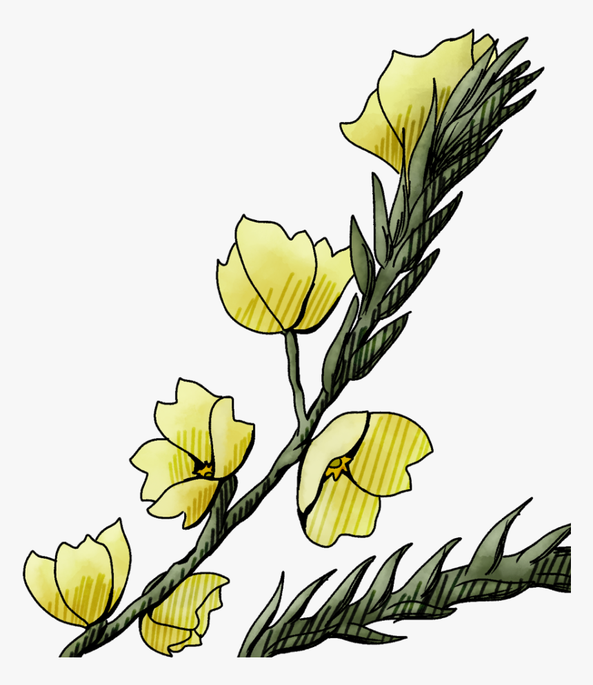 Evening Primrose, HD Png Download, Free Download