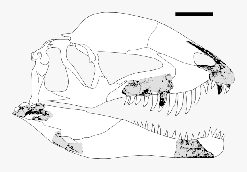 Dracovenator Fossils - Sketch, HD Png Download, Free Download