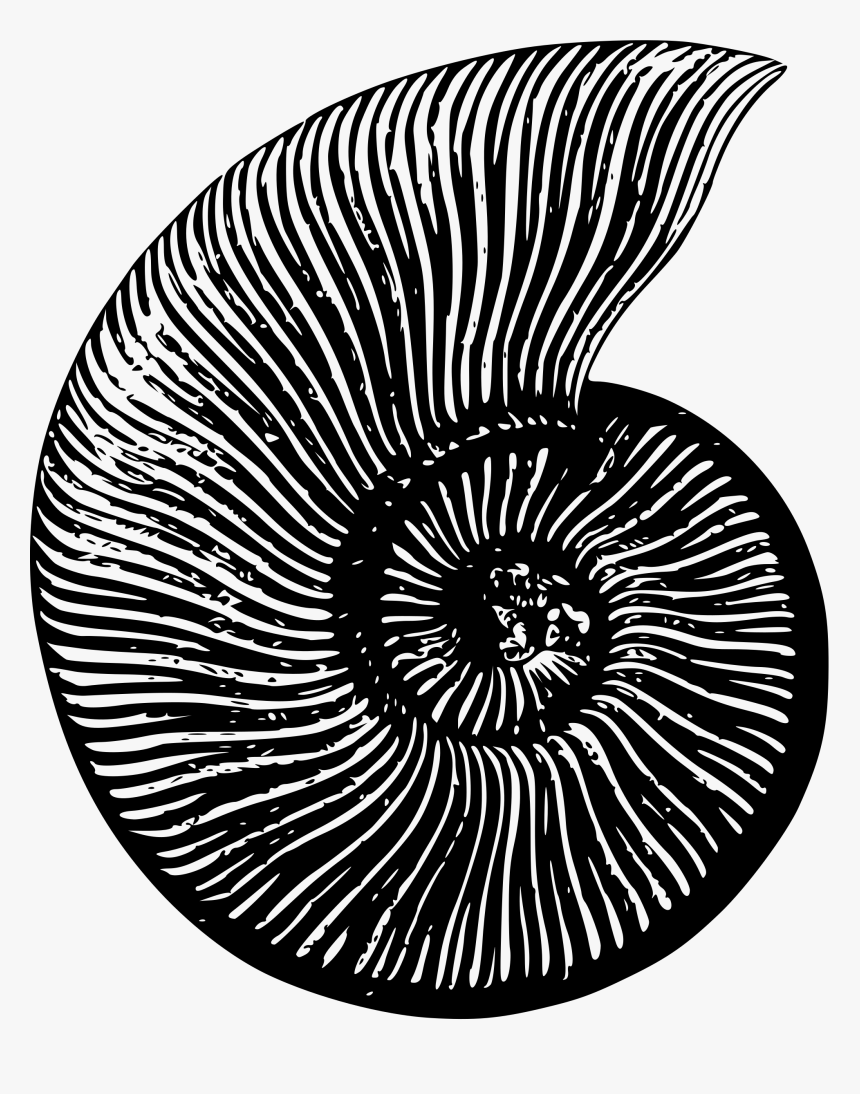 Ammonite Big Image Png - Transparent Fossil Invertebrate, Png Download, Free Download