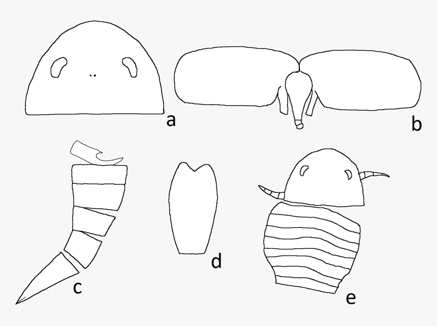 Parahughmilleria Salteri Fossils - Line Art, HD Png Download, Free Download